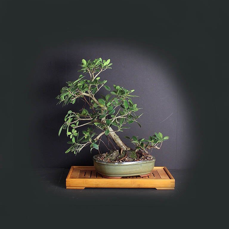 Green mound fig bonsai tree, Figs of the world collection from