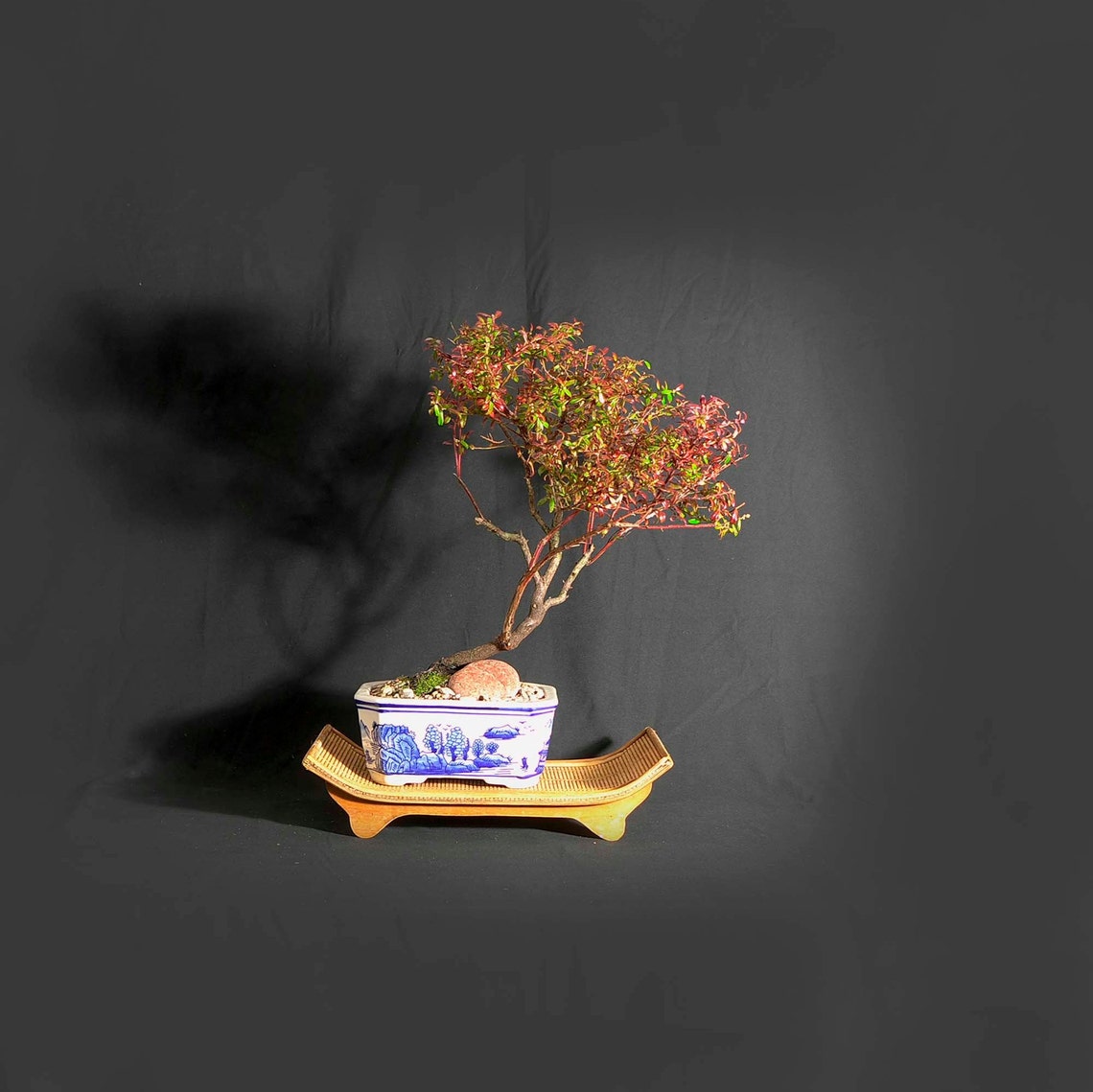 Dwarf native blueberry bonsai tree Hobby Lobby Etsy