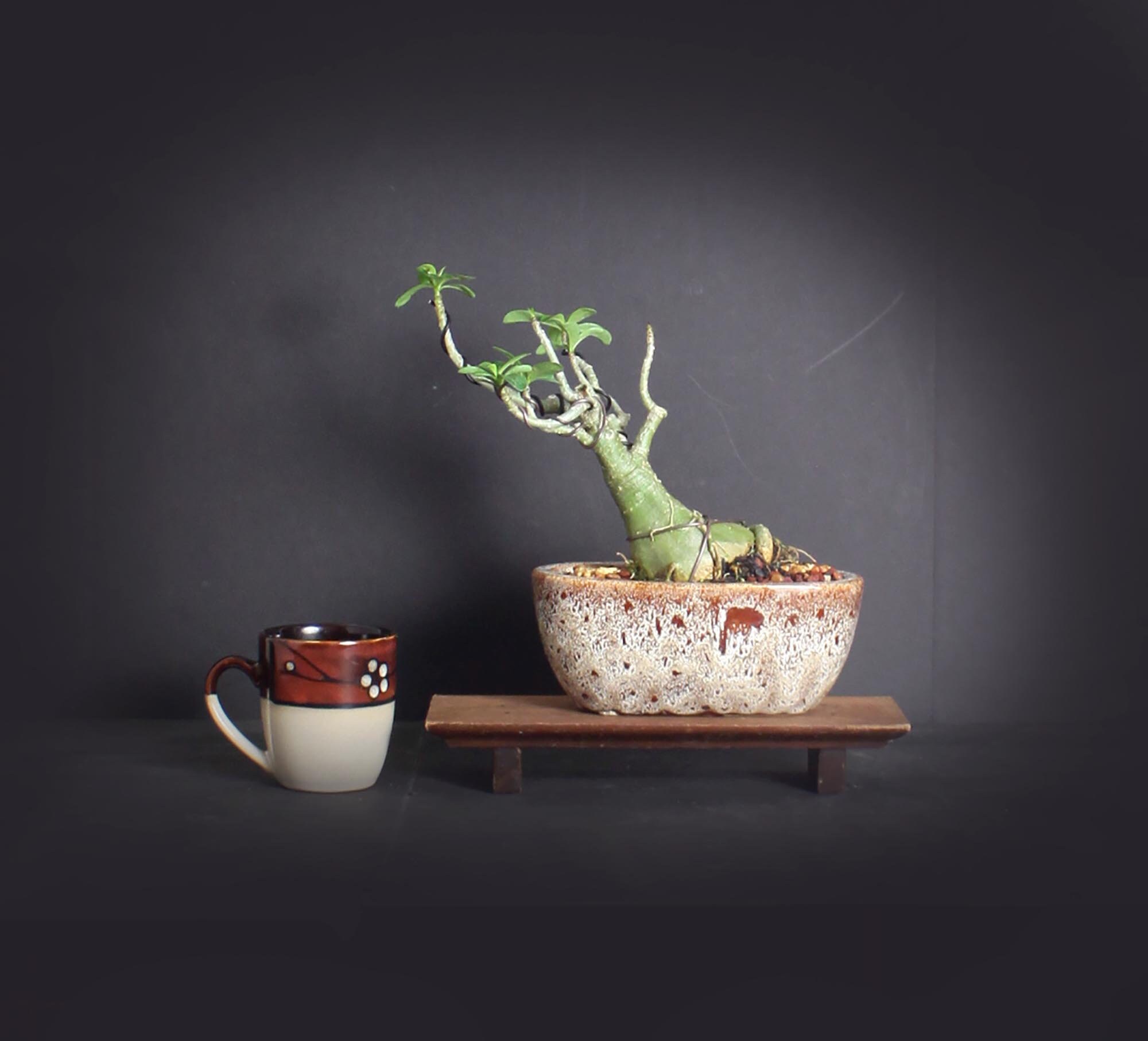 Desert Rose Bonsai Tree, Blooming collection from LiveBonsaiTree