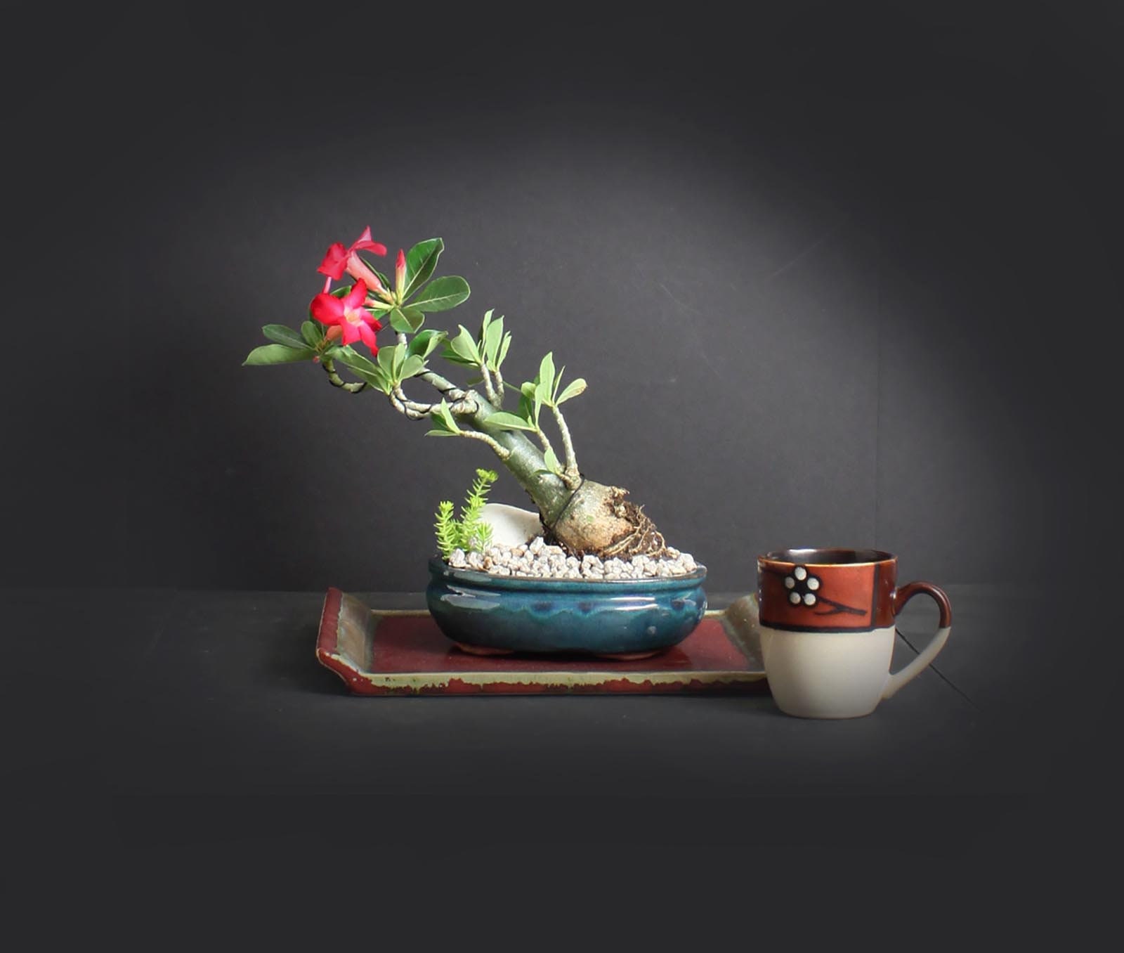 Desert Rose Bonsai Tree, Blooming collection from LiveBonsaiTree