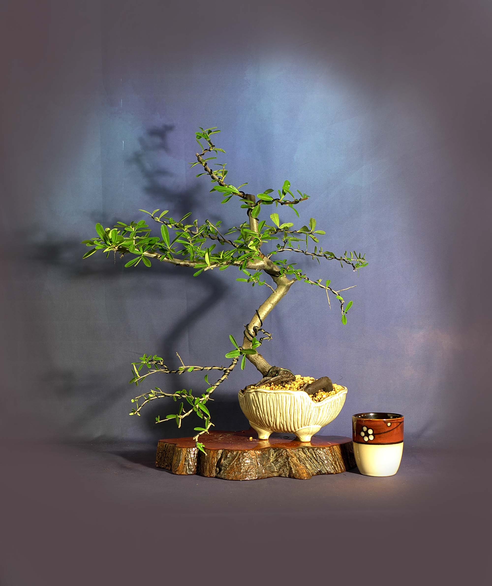 Firethorn bonsai tree, Essential pet collection from LiveBonsaiTree
