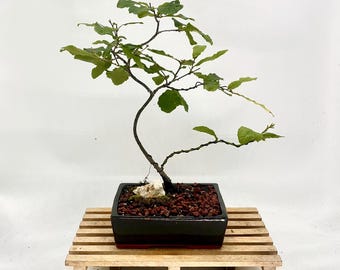 Sawtooth Oak Bonsai Tree: Rare Asian Quercus in Glazed Pot - Etsy