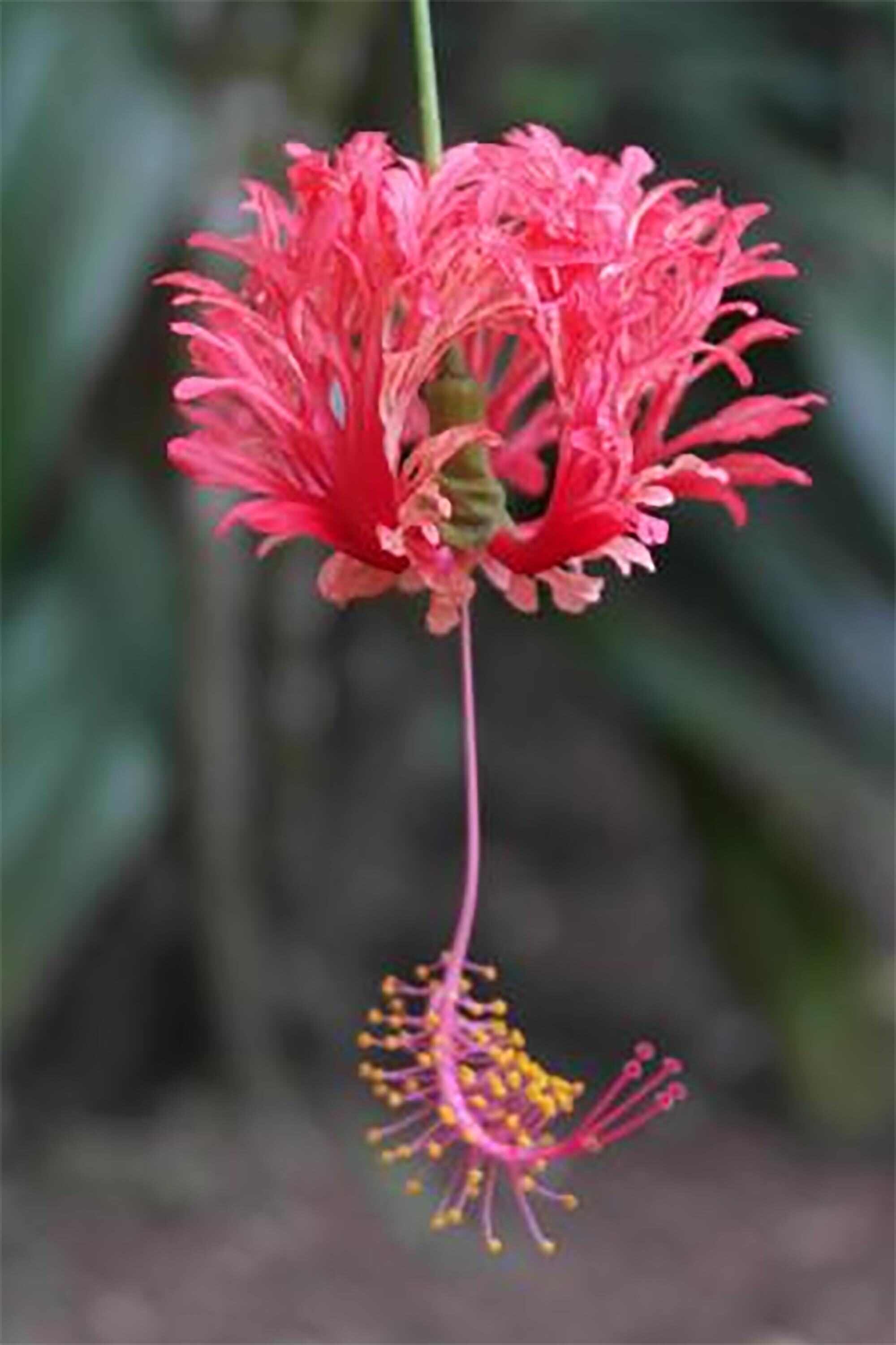 Japanese chandelier hibiscus bonsai tree ( Rare), Blooming bonsai collection from LiveBonsaiTree
