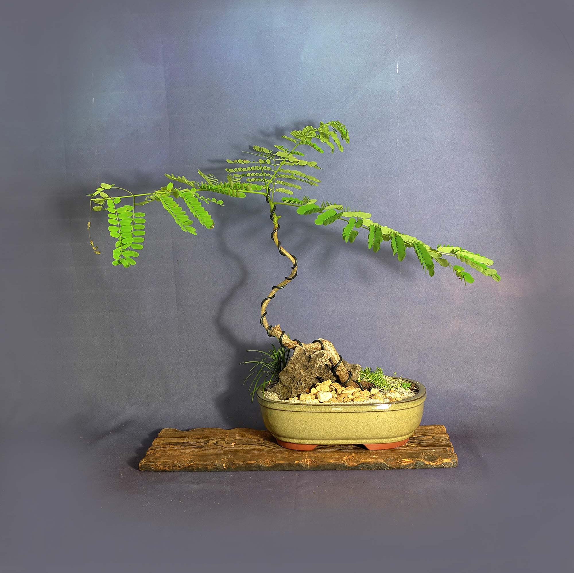 Royal red Poinciana bonsai tree, Essential Friends collection from LiveBonsaiTree