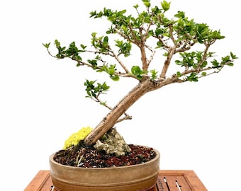 Premna Bonsai Tree Live Bonsai Tree Tropical Indoor Outdoor Bonsai Handmade Styled Tree Collector Specimen