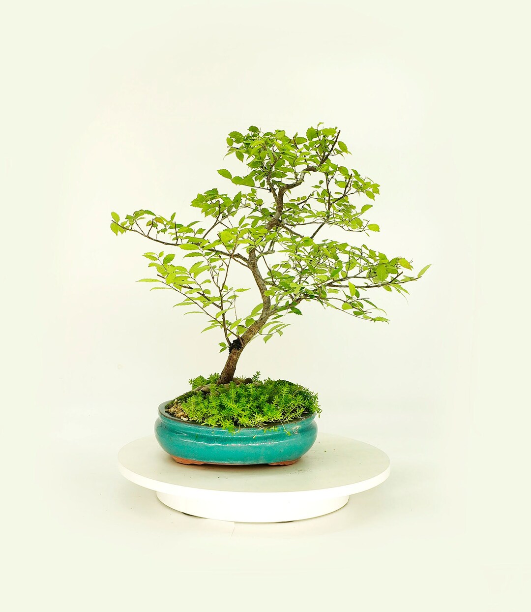 Siberian Elm Bonsai Tree, grain Corridor Collection From Live Bonsai