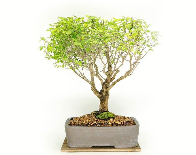 Mature Chinese Elm bonsai tree, "Land lease" collection from Live Bonsai Tree
