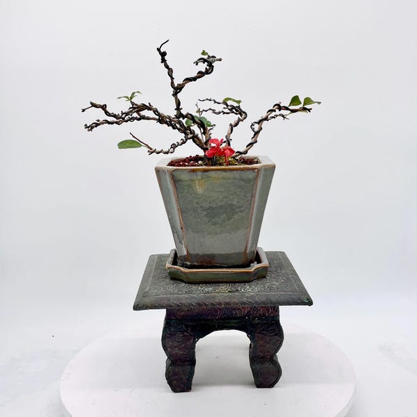 Japanese Quince Bonsai Tree: Crimson Blooms in Glazed Pot