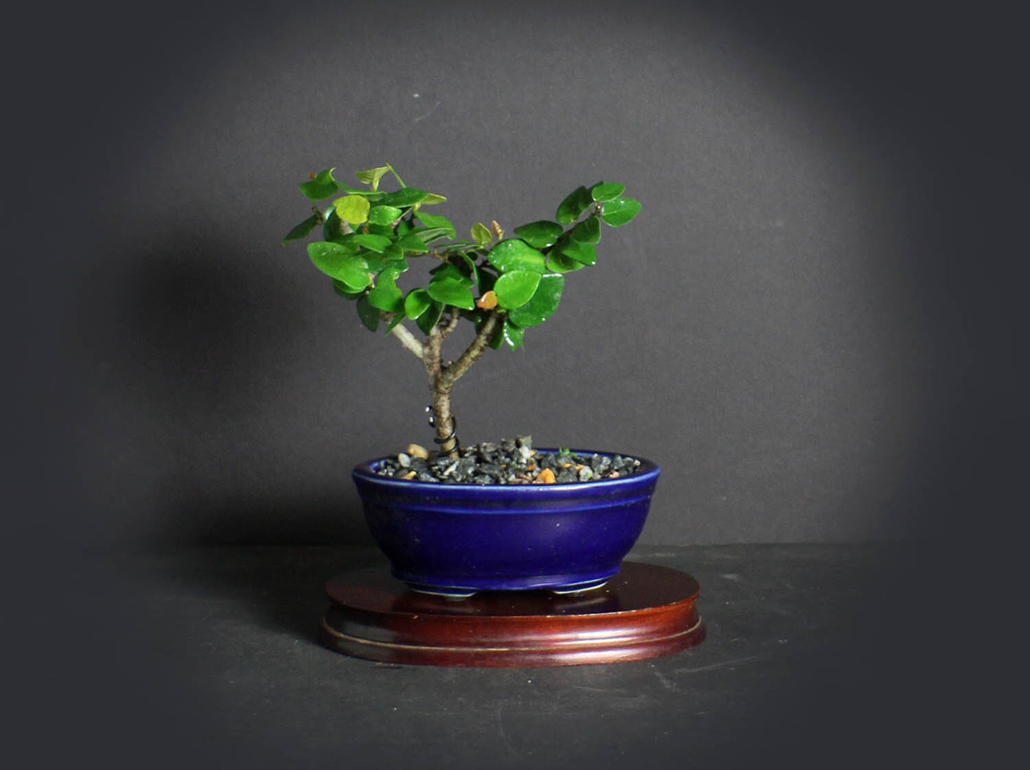 Mame creeping fig bonsai tree, Indoor bonsai collection ...
