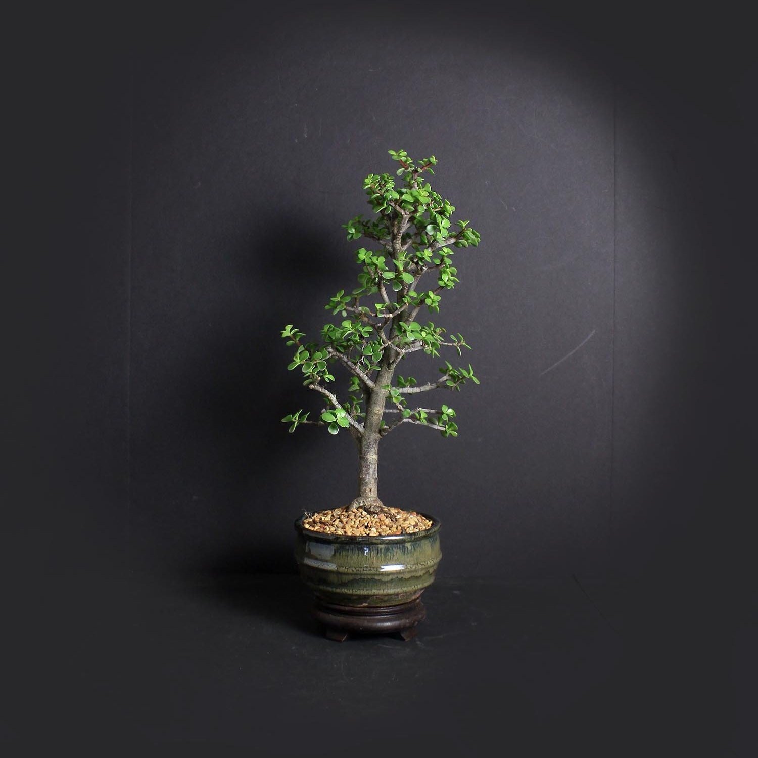 Dwarf jade bonsai tree, African Safari bonsai collection from