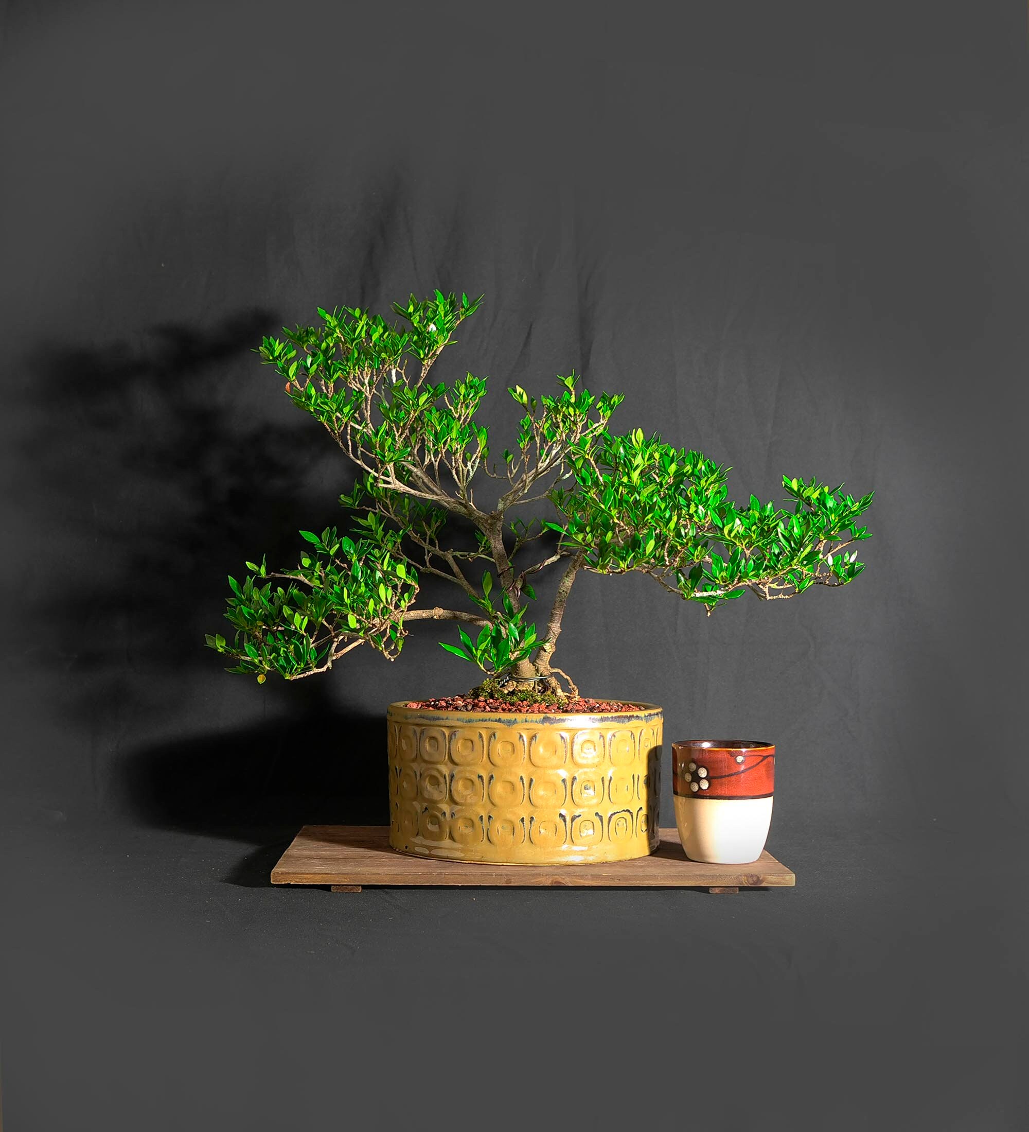 Gardenia Radicans bonsai tree, 2021 collection from LiveBonsaiTree