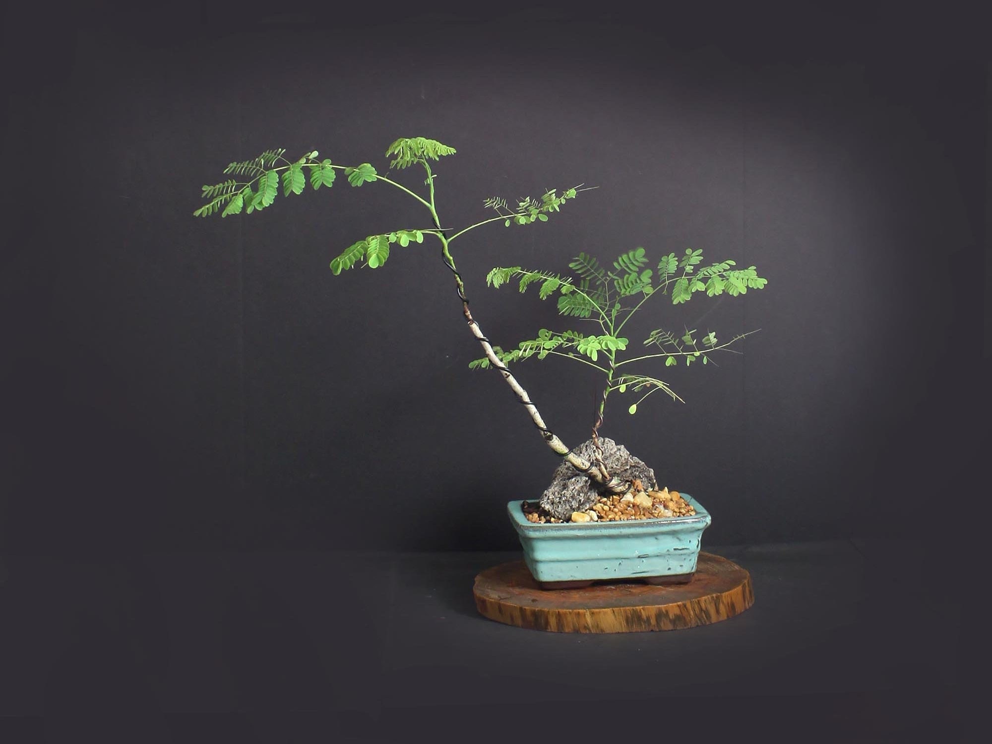 Royal red Poinciana bonsai tree, Exotic Bloom collection from