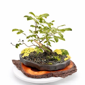 ahorn bonsai formen Bonsai-Anzuchtset Roter Ahorn – Japanischer Bonsai selbst gezogen Star –  Wurzelbox main image 0