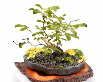 Rare Ukrainian Chestnut Bonsai Tree: Hand-Styled Deciduous Specimen, Collector Grade Live Plant