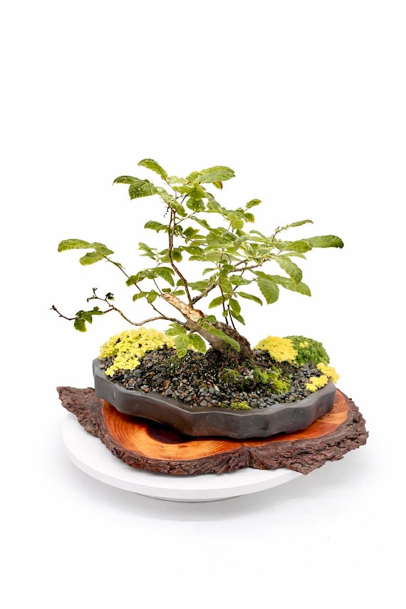 Rare Ukrainian Chestnut Bonsai Tree: Hand-styled Deciduous Specimen,  Collector Grade Live Plant - Etsy