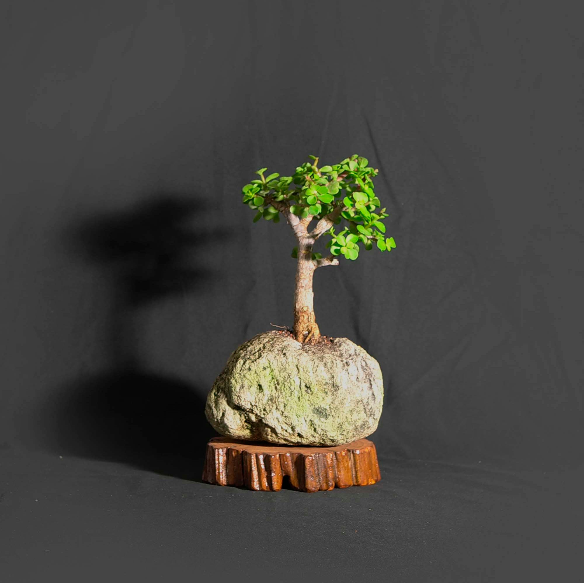 Dwarf jade bonsai tree, Vote Bonsai! collection from LiveBonsaiTree