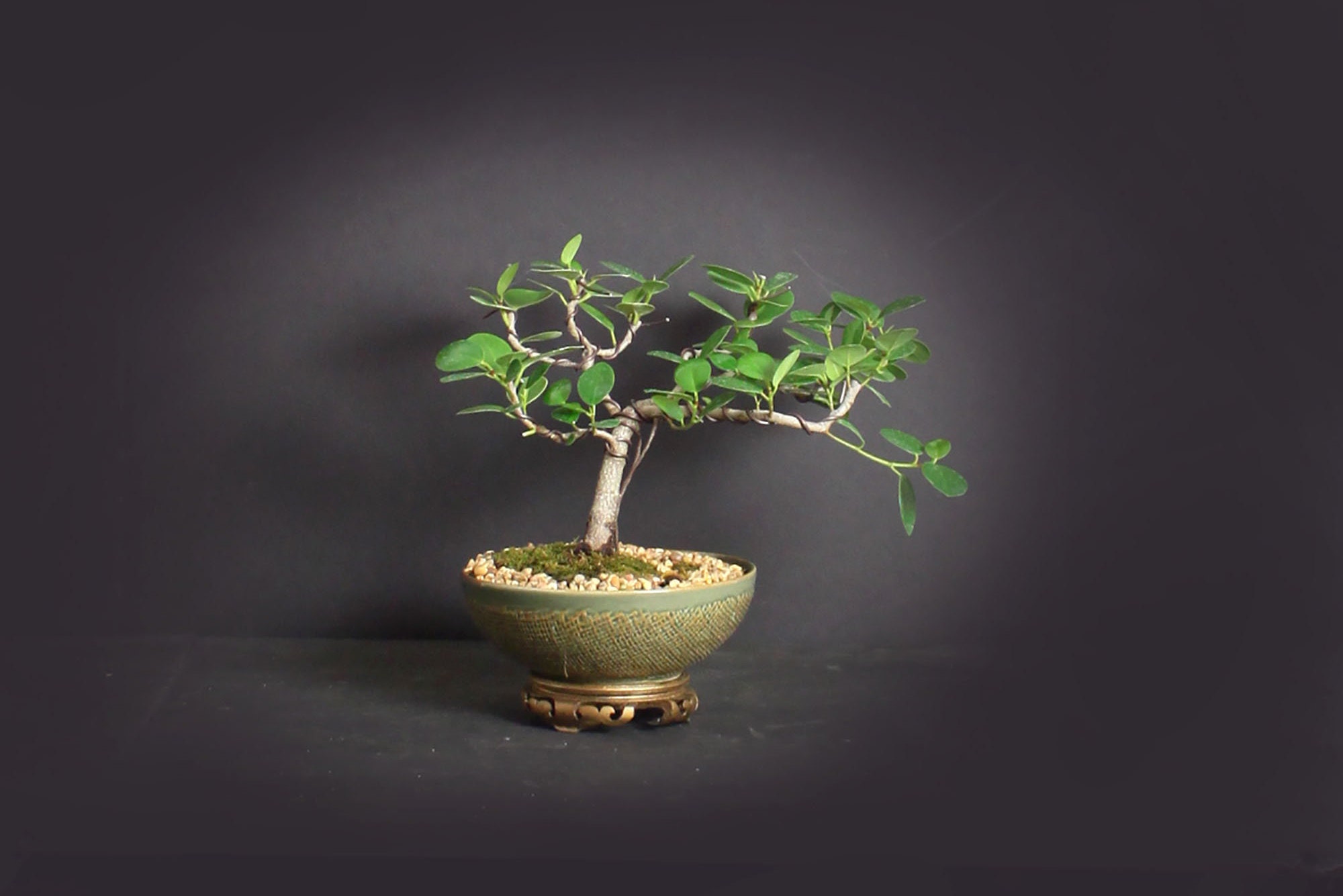 Green Island fig bonsai tree, Figs of the world collection from