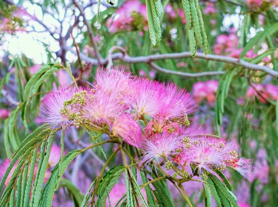 Pink Powder Puff bonsai tree, Blooming Tropics Collection from