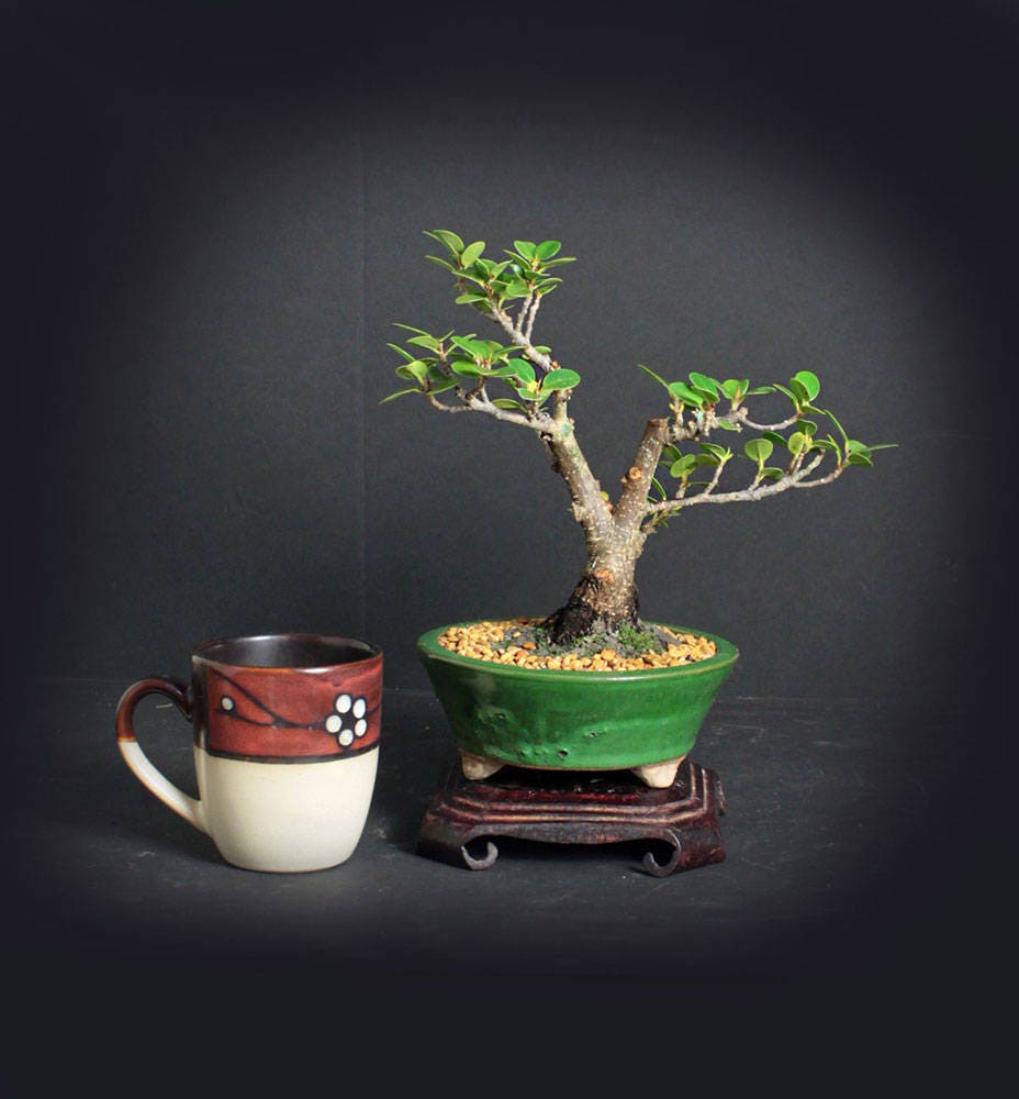 Green island fig bonsai tree, Fall'17 Fig Collection from LiveBonsaiTree