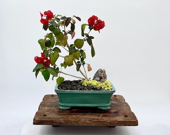 MANDARIN Hat Bonsai Tree — Exact Specimen Shown