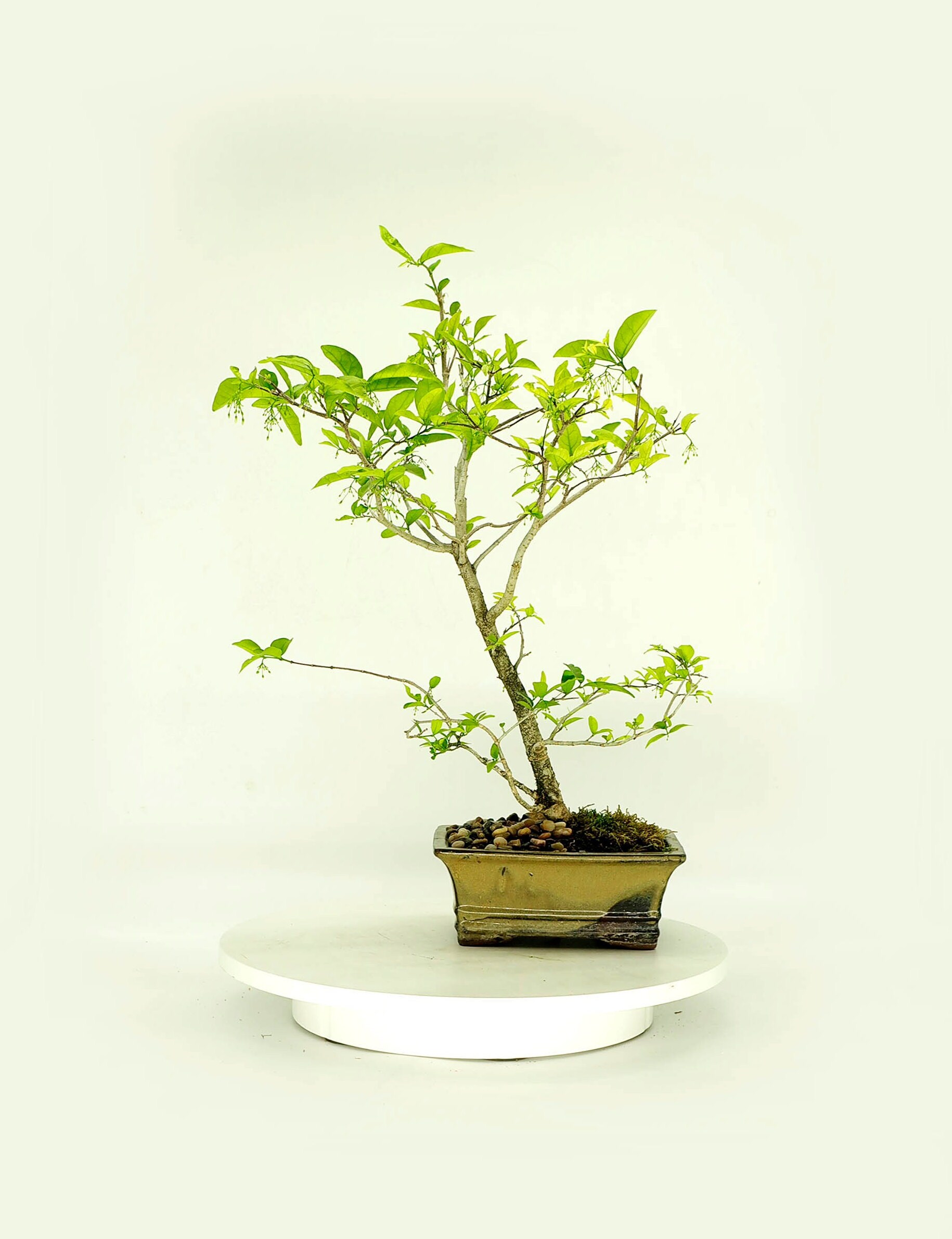 Water jasmine bonsai tree, Green soul collection from Live Bonsai Tree