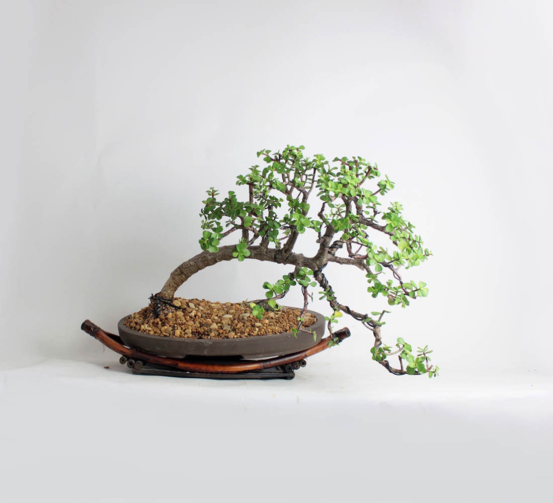 Mature Dwarf Jade bonsai tree Spring'17 Jade Collection by LiveBonsaiTree