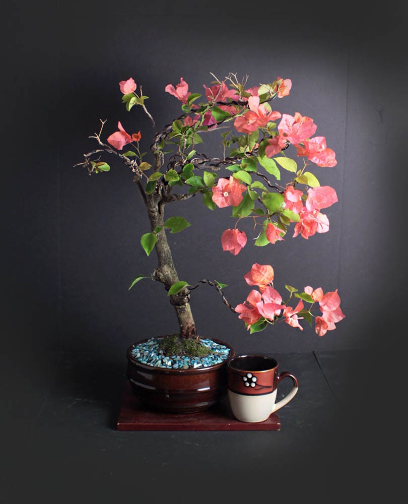Pink pixie bougainvillea bonsai tree, Blooming bonsai collection from