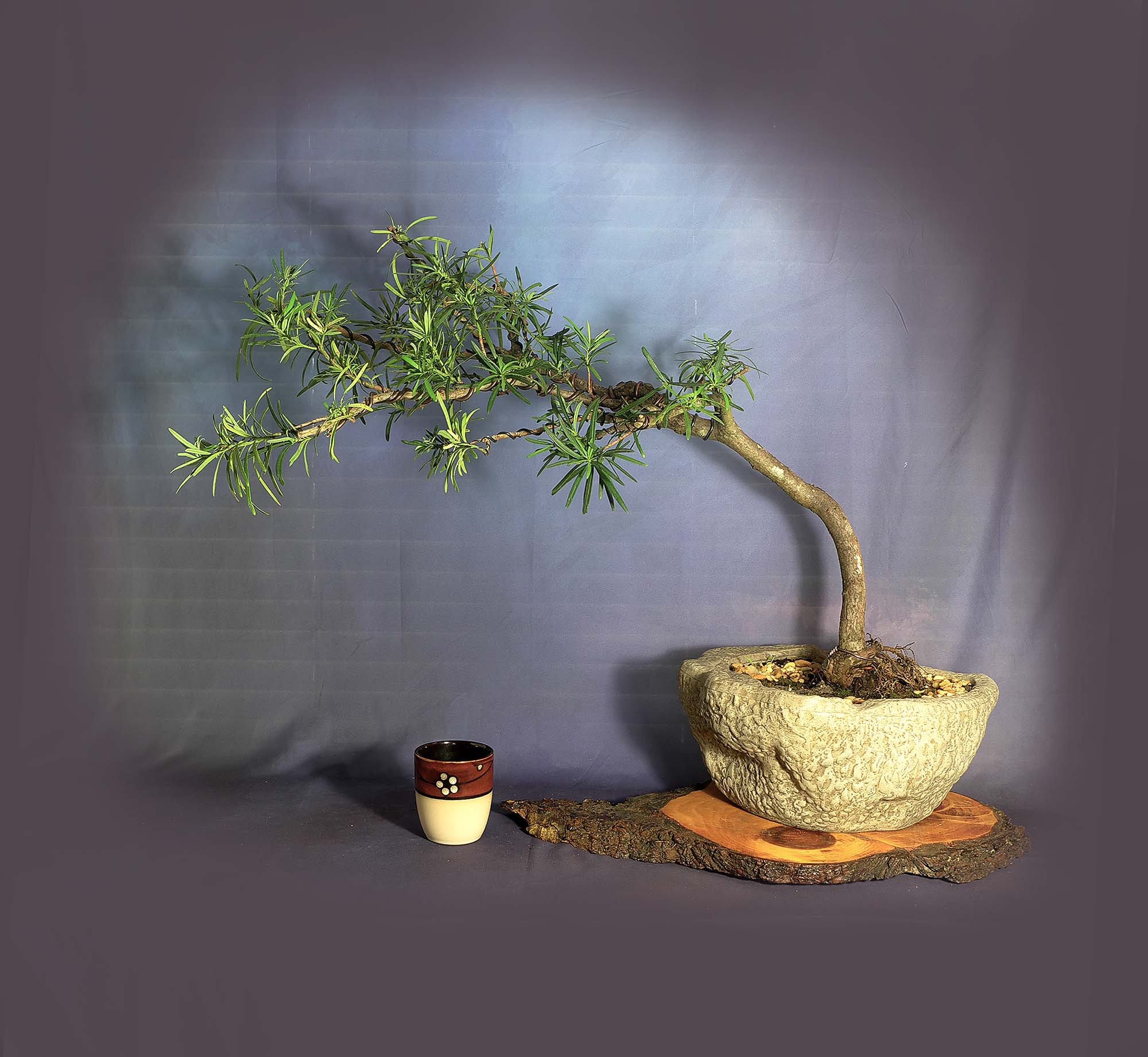 32+ Buddhist Pine Bonsai Care Pics Hobby plan