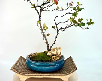 Indian Hawthorn bonsai tree, "Reward Yourself" collection from Live Bonsai Tree