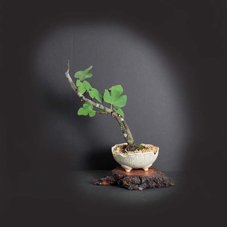 Italian Fig bonsai tree, Mediterranean edibles collection from