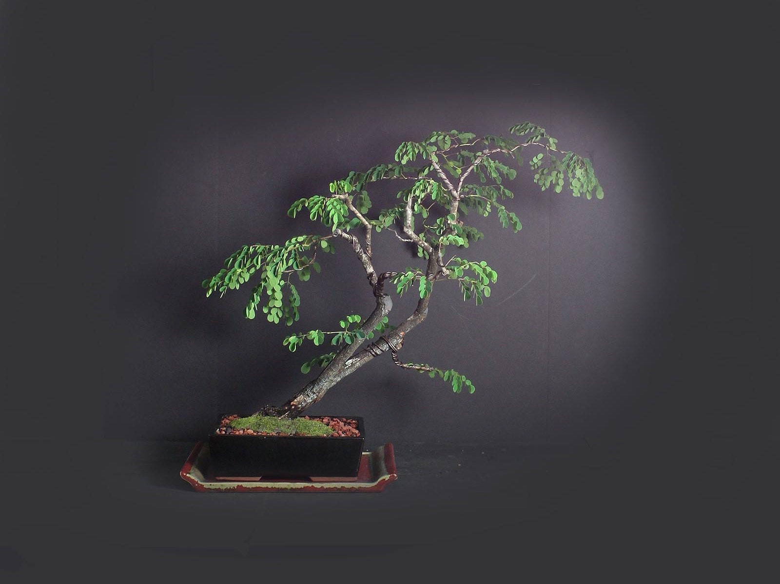 Horseflesh Mahogany Tree, Native Flora bonsai collection from LiveBonsaiTree Horseflesh Mahogany Tree, Native Flora bonsai collection from LiveBonsaiTree
