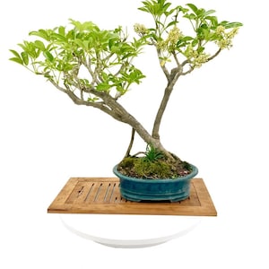 jade plant mini Mini Leaf Jade Plants