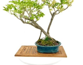 Blooming Schefflera Bonsai Tree in Glazed Teal Pot