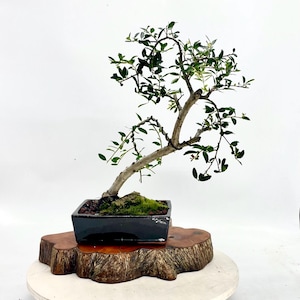 Dwarf Japanese Youpon Holly, “ Japanese showcase&quot; collection from Live Bonsai Tree