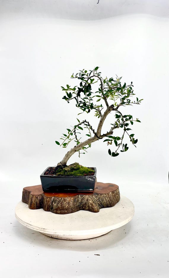 Dwarf Japanese Youpon Holly,  Japanese Showcase" Collection From Live Bonsai  Tree - Etsy Finland