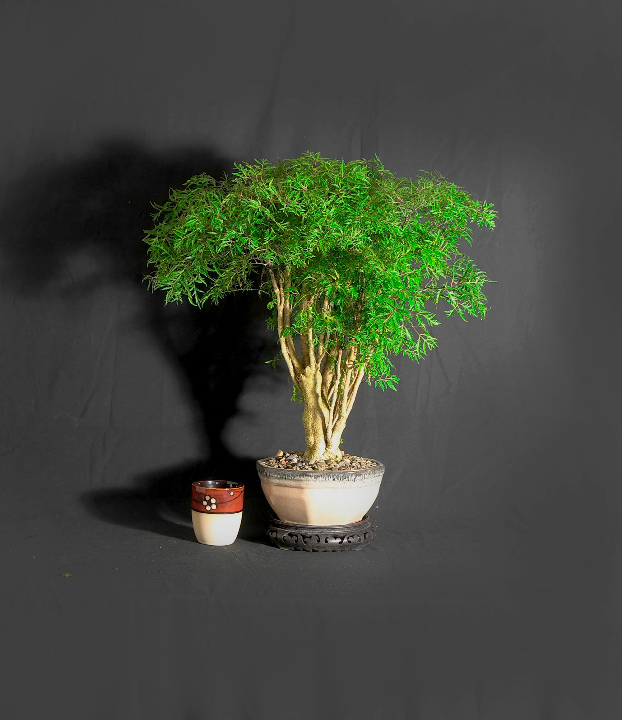 Mature Aralia Parsley bonsai tree, Bring outdoors in collection from