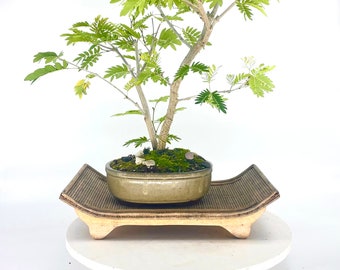 Pink Powder Puff bonsai tree "Little bit of joy" collection from Live Bonsai Tree