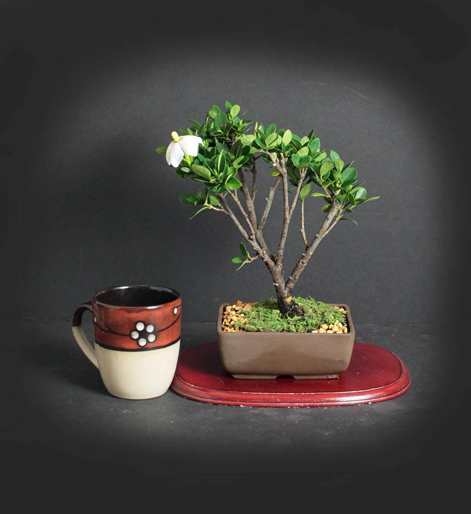 Gardenia Daisy bonsai tree, fragrant bonsai collection from LiveBonsaiTree