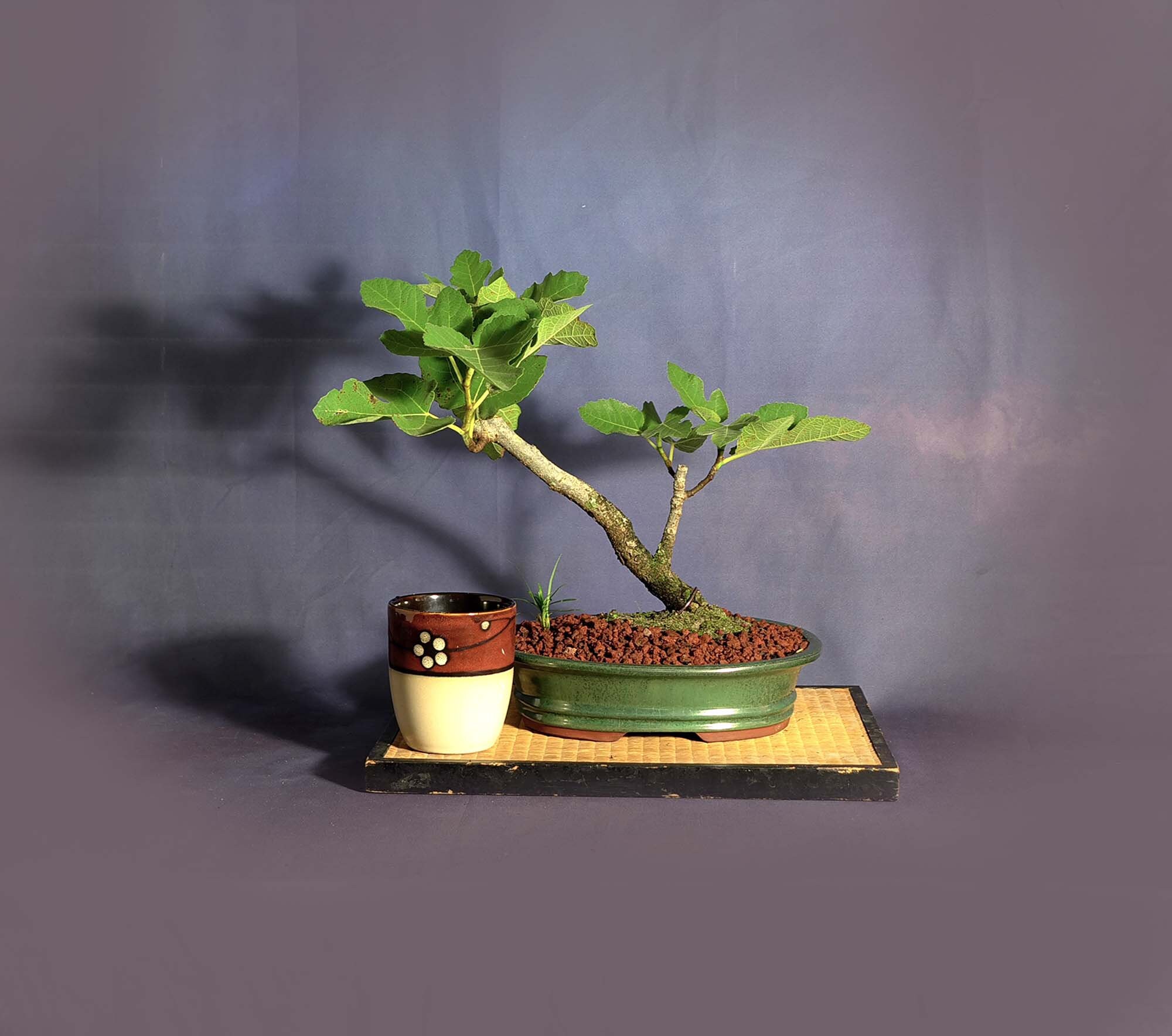 Italian Fig pre bonsai tree, Awaited Cure collection from LiveBonsaiTree