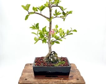 Ciliegio delle Barbados Bonsai: Albero da frutto vivo con fiori rosa, pianta in miniatura per interni/esterni