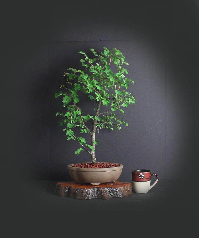 Campeche bonsai tree, Puerto Rico Native Collection from ...