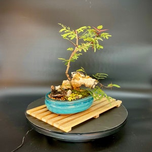Mexican Bullhorn acacia bonsai tree, "Little bit of joy" collection from  Live Bonsai Tree