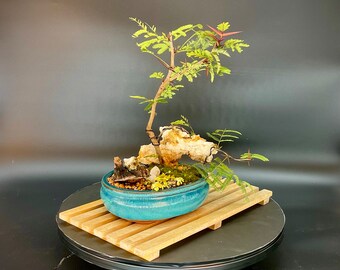 Mexican Bullhorn acacia bonsai tree, "Little bit of joy" collection from Live Bonsai Tree