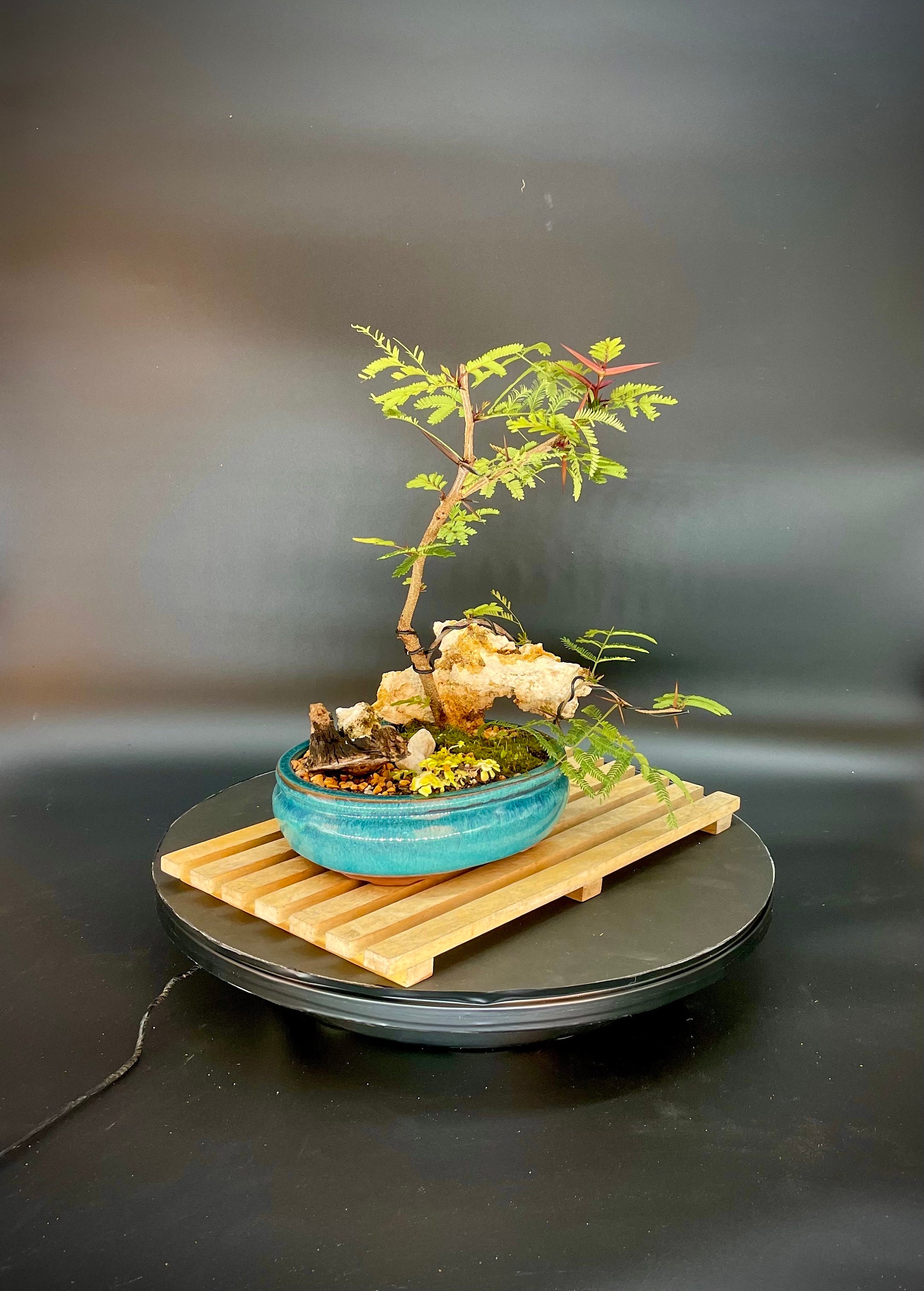 Mexican Bullhorn acacia bonsai tree, "Little bit of joy" collection from  Live Bonsai Tree