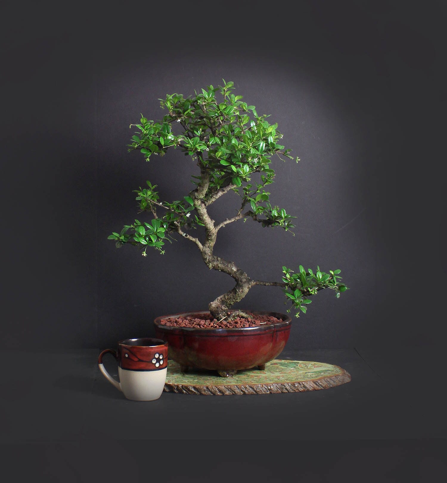Fukien Tea bonsai tree, Flowering bonsai collection from LiveBonsaiTree