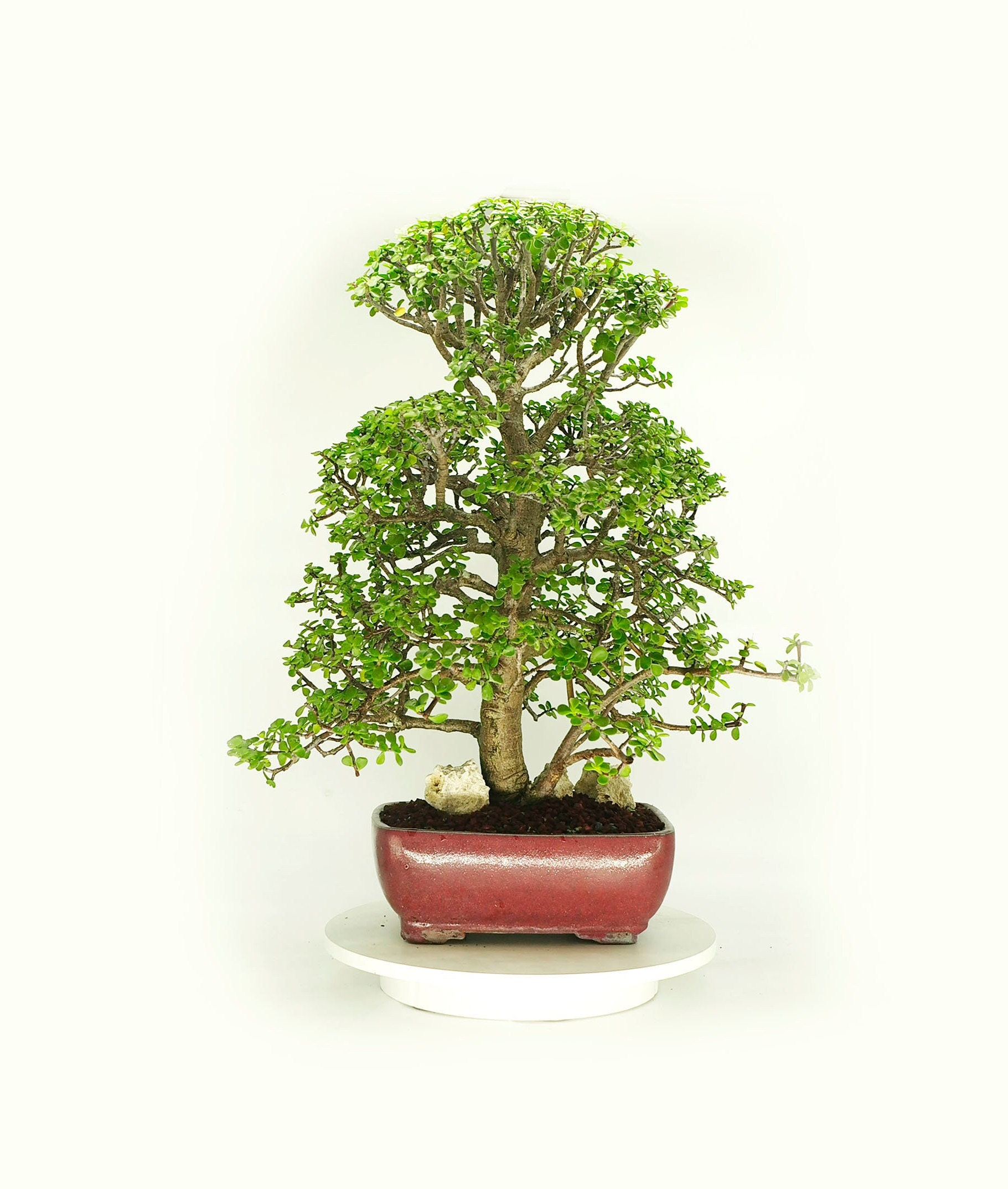 Jade Plant Bonsai
