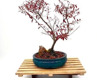 Raro bonsai di mirtillo di Darrow: contenitore smaltato, fogliame multicolore