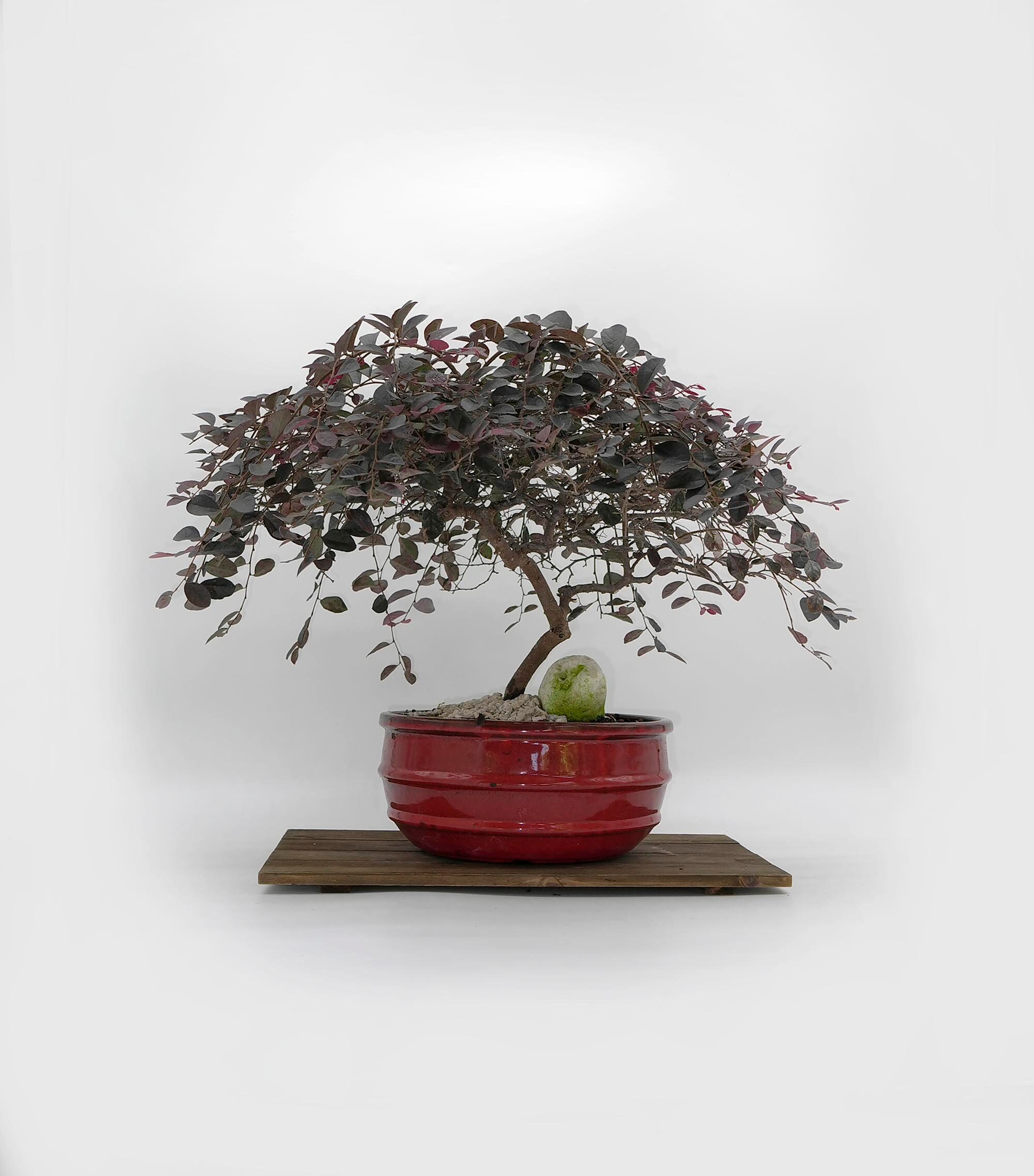 Loropetalum bonsai tree, Live Décor Collection from LiveBonsaiTree