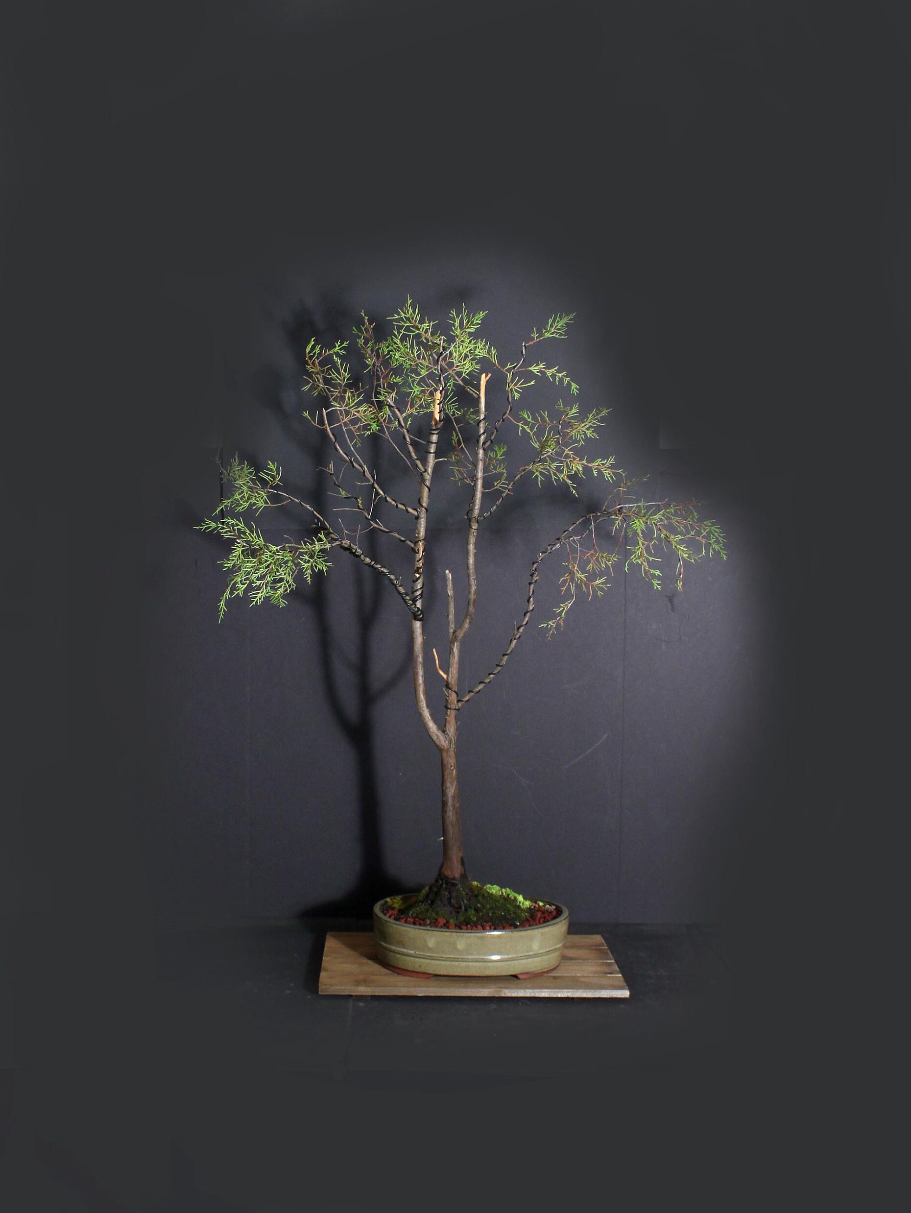 Red cedar bonsai tree, 2020 conifer Collection from LiveBonsaiTree