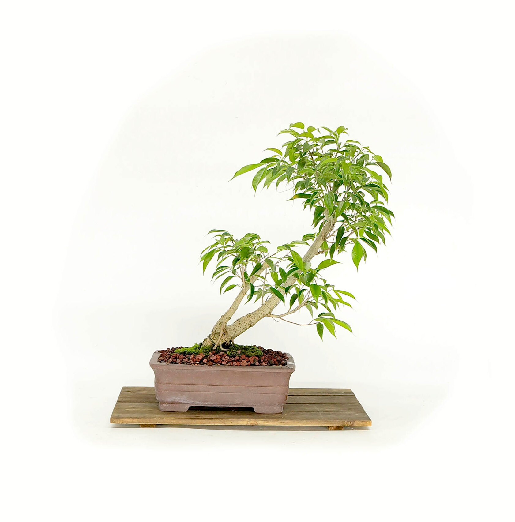 Ficus Philippinensis bonsai tree, Emerging Creation collection from